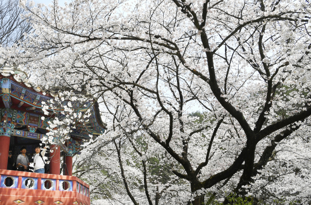 휴일인 7일 거창군 거창읍 장팔리 덕천서원에서 봄 나들이객들이 만개한 벚꽃의 정취를 만끽하고 있다./거창군/